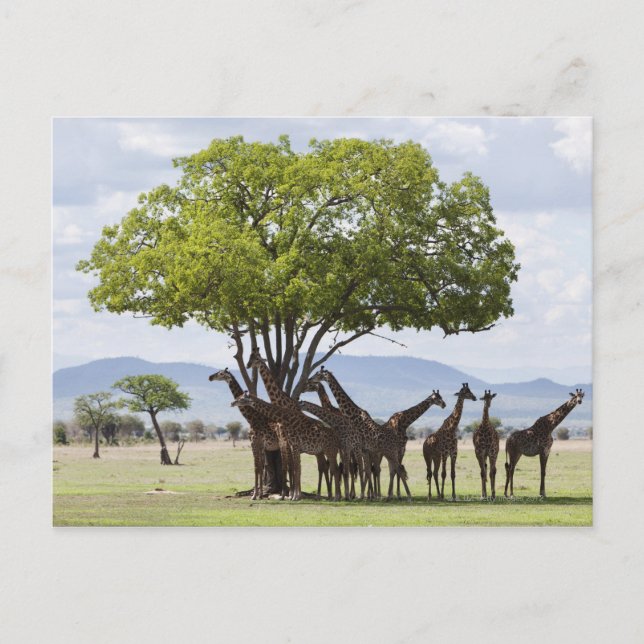 On safari in Mikumi National Park in Tanzania, Postcard (Front)