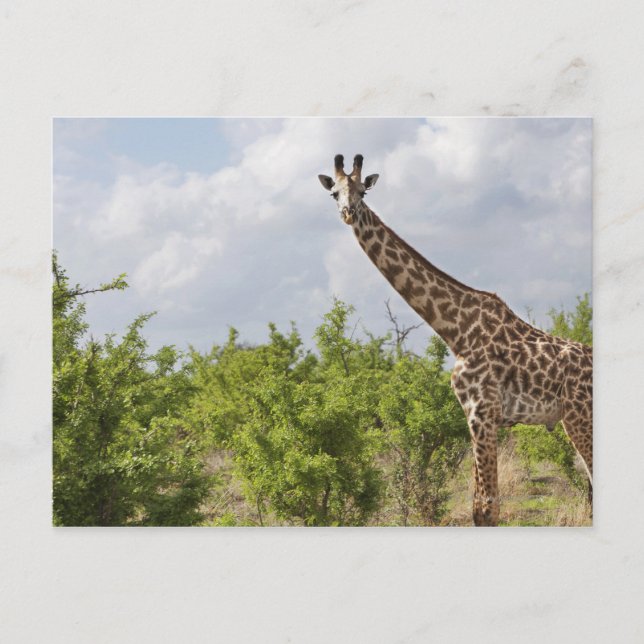 On safari in Tanzania, Africa. 2 Postcard (Front)