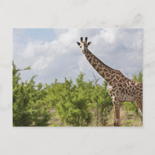 On safari in Tanzania, Africa. 2 Postcard