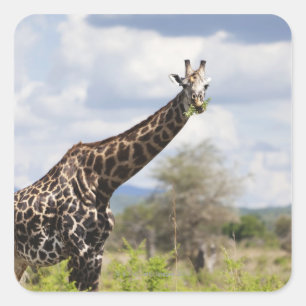 On safari in Tanzania, Africa. Square Sticker