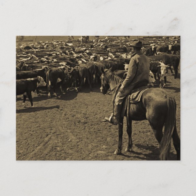 On Texas Plains Beneath the Skies of Blue Postcard (Front)