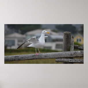 On the Fence II - Poster/Print Poster