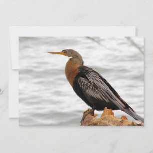 On The Lookout Card