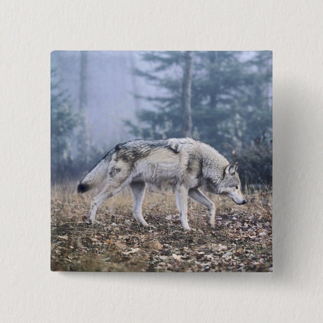 On the Prowl Timber Wolf 15 Cm Square Badge (Front)