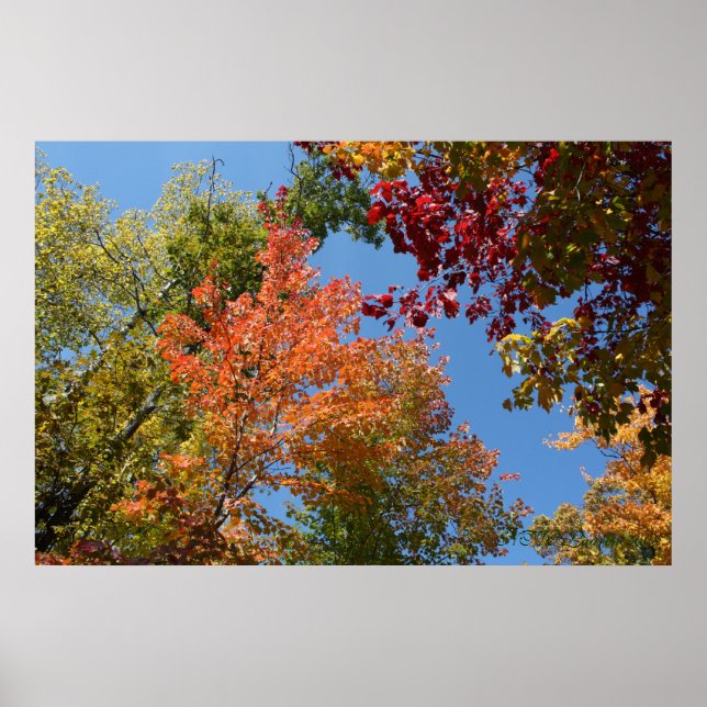 On The Tree Tops Poster (Front)