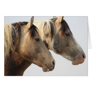 ONAQUI HERD PINTO Wild Horses OF UTAH NOTE CARD