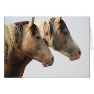 ONAQUI HERD Uinta Desert Wild Horses
