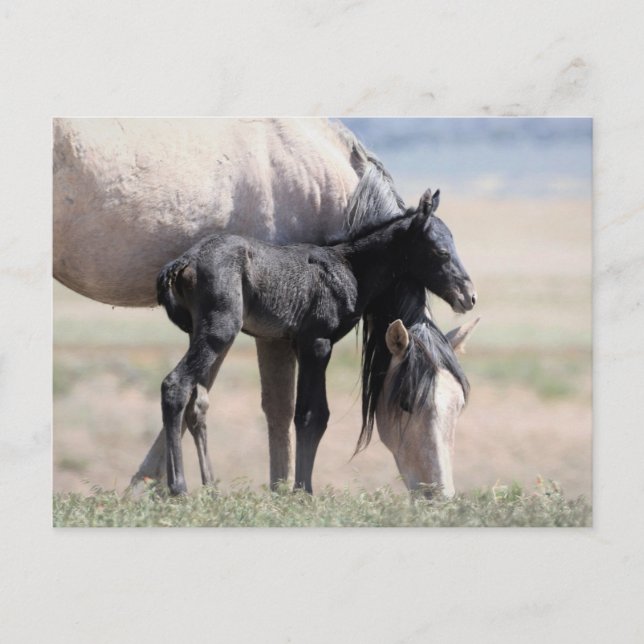 Onaqui Wild Horses Postcard (Front)