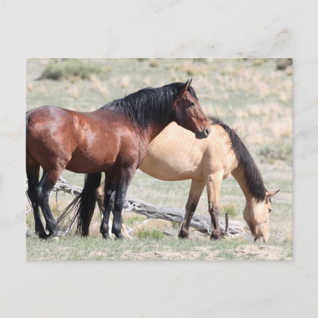 Onaqui Wild Horses Postcard (Front)