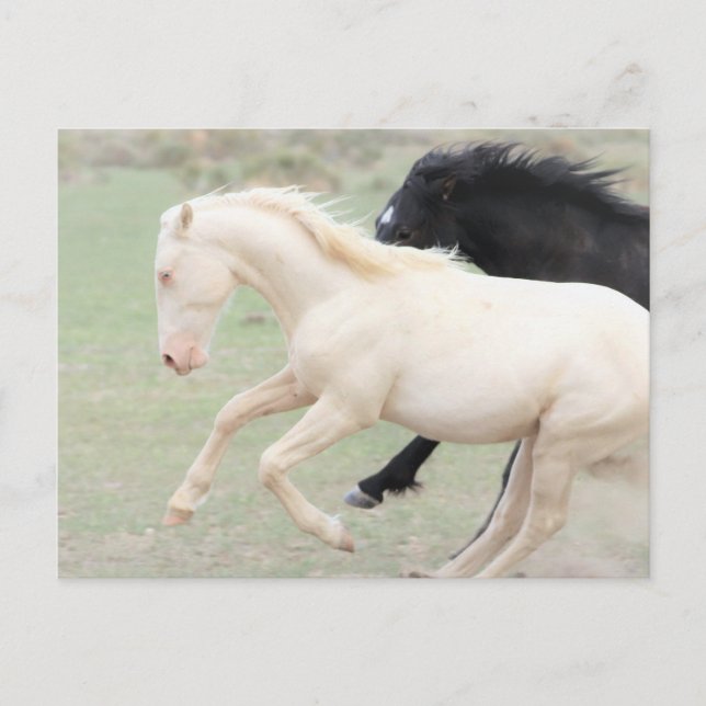 Onaqui Wild Horses Postcard (Front)