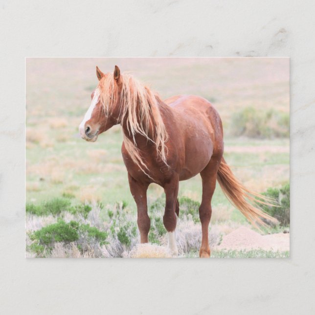 Onaqui Wild Horses Postcard (Front)
