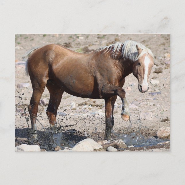 Onaqui Wild Horses Postcard (Front)