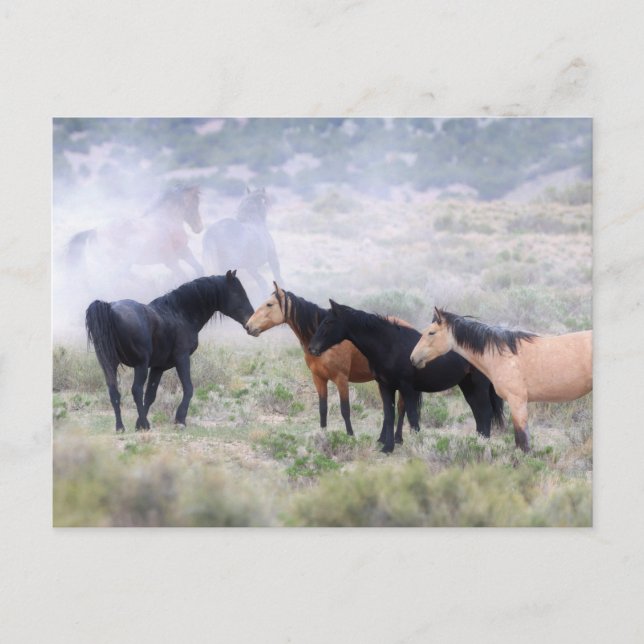 Onaqui Wild Horses Postcard (Front)