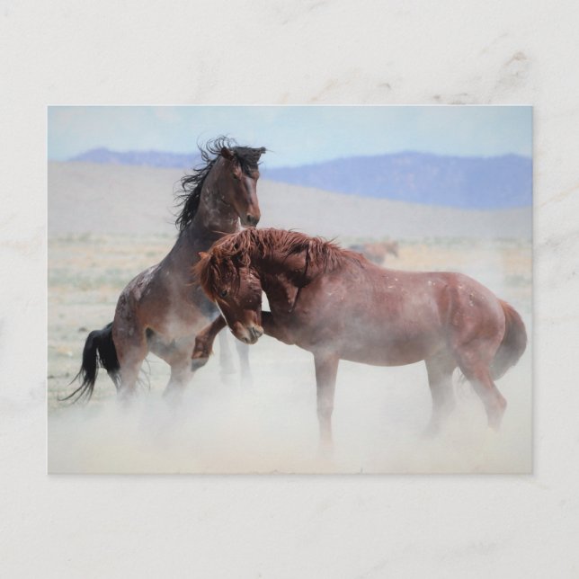 Onaqui Wild Horses Postcard (Front)