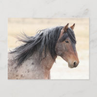 Onaqui Wild Horses