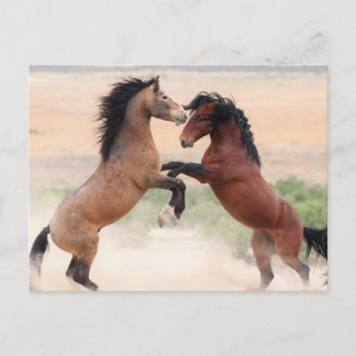 Onaqui Wild Horses Postcard
