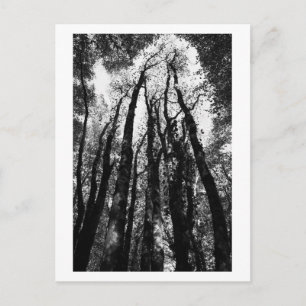 Once upon a time in the woods postcard