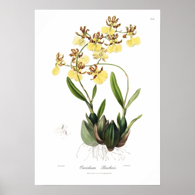 Oncidium Barkeri Poster (Front)