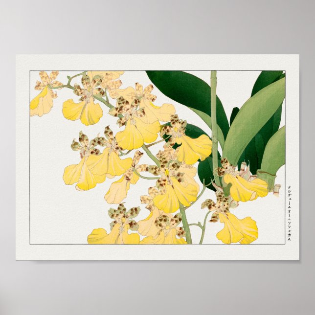 Oncidium by Tanigami Konan Poster (Front)