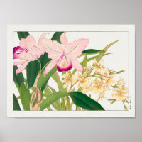 Oncidium by Tanigami Konan
