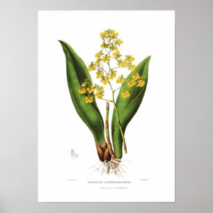 Oncidium cavendishianum by Miss S A Drake. Poster