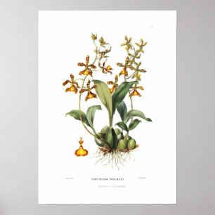 Oncidium insleayi by Miss Drake. Poster