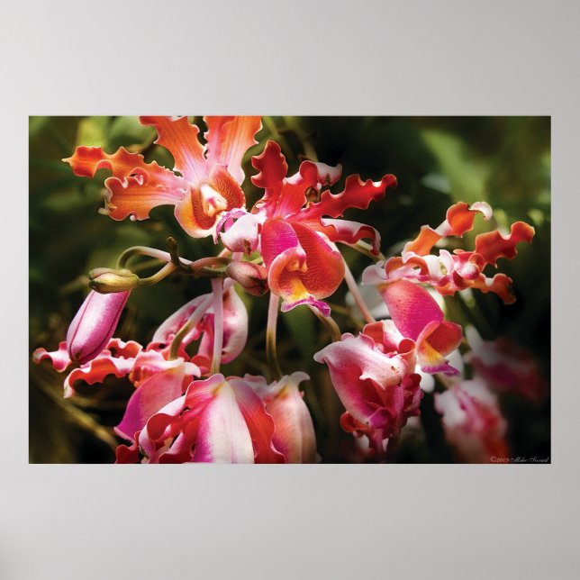 Oncidium Orchid - Eye Candy Poster (Front)