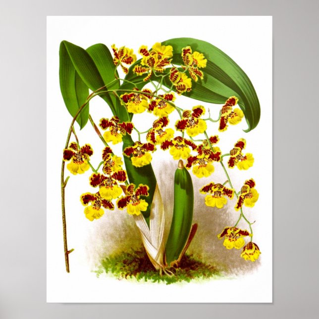 Oncidium Orchid yellow flowers orchid print no. 6 (Front)