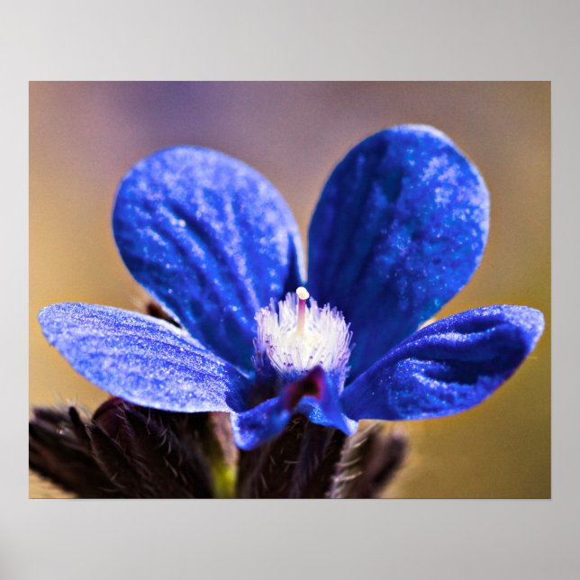 One Blue Flower Poster (Front)