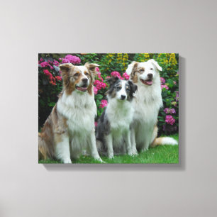 one Border Collie, blue-merle and two Australia Canvas Print