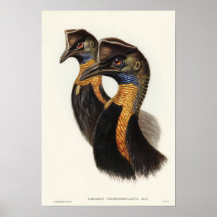 One-carunculated Cassowary by Elizabeth Gould Poster