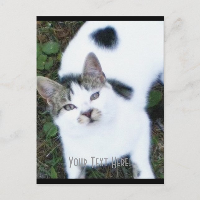 One Cool Cat (Girl) Postcard (Front)