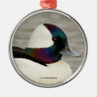 One Curious Bufflehead