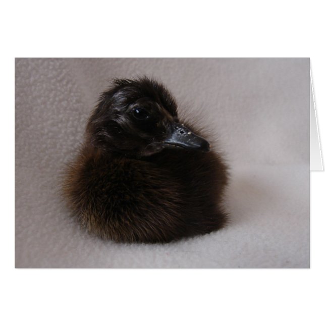 One Day Old Duckling (Front Horizontal)