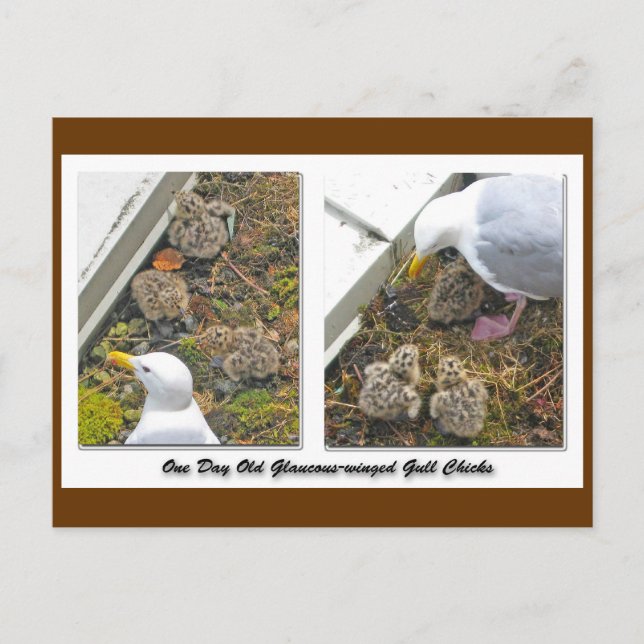 One Day old Gull Chicks Postcard (Front)