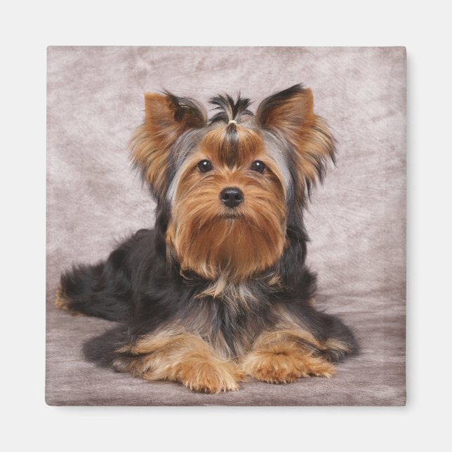 One dog magnet (Front)