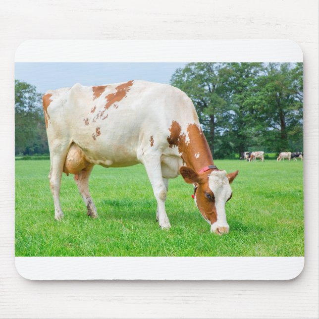 One dutch milk cow grazing in green meadow mouse pad (Front)