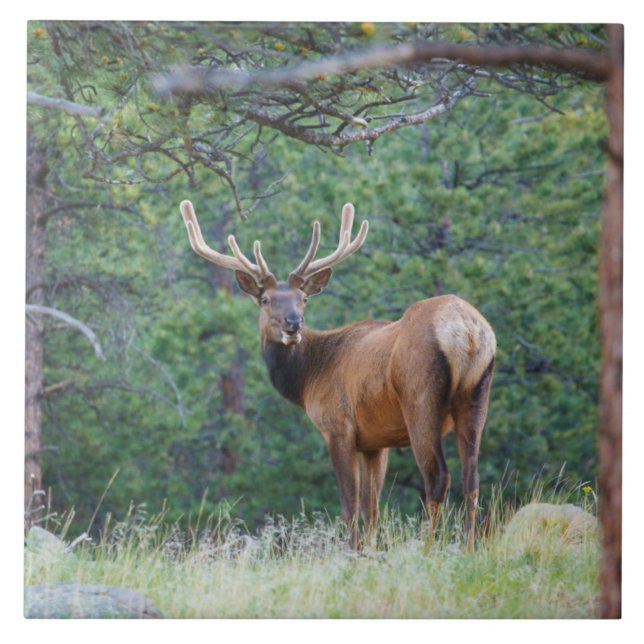 One Elk Looking Back | Rocky Mountains Ceramic Tile (Front)
