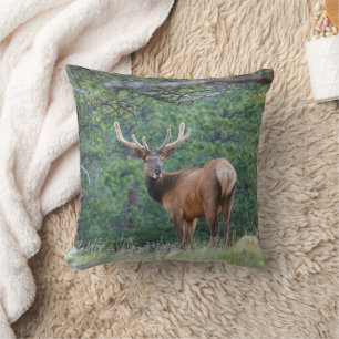 One Elk Looking Back Rocky Mountains Cushion