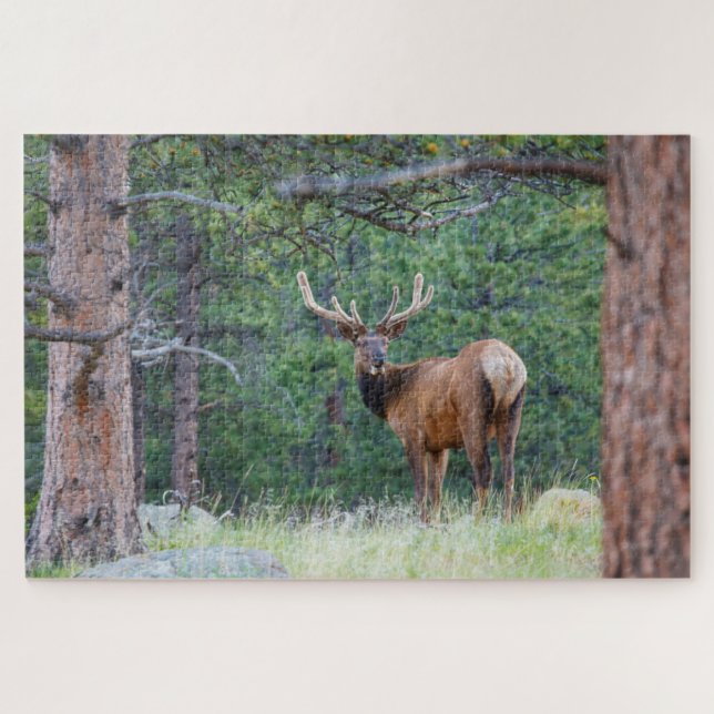 One Elk Looking Back | Rocky Mountains Jigsaw Puzzle (Horizontal)
