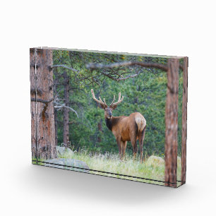 One Elk Looking Back   Rocky Mountains Photo Block