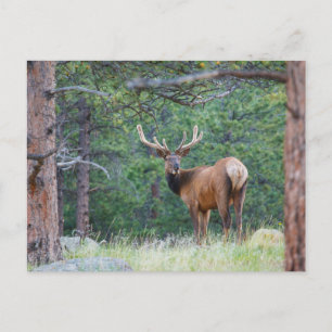 One Elk Looking Back Rocky Mountains Postcard