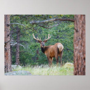 One Elk Looking Back Rocky Mountains Poster