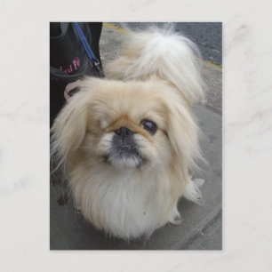 one eyed dog postcard