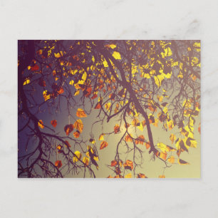 One Fine Day Postcard
