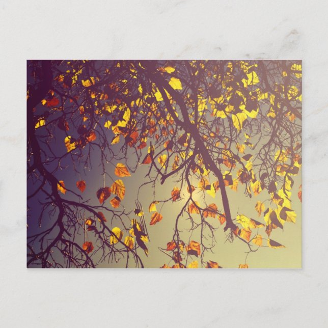 One Fine Day Postcard (Front)