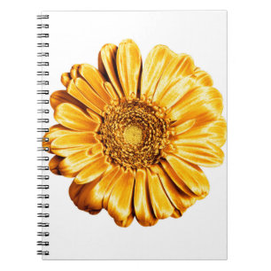 One golden gerbera flower white background isolate notebook
