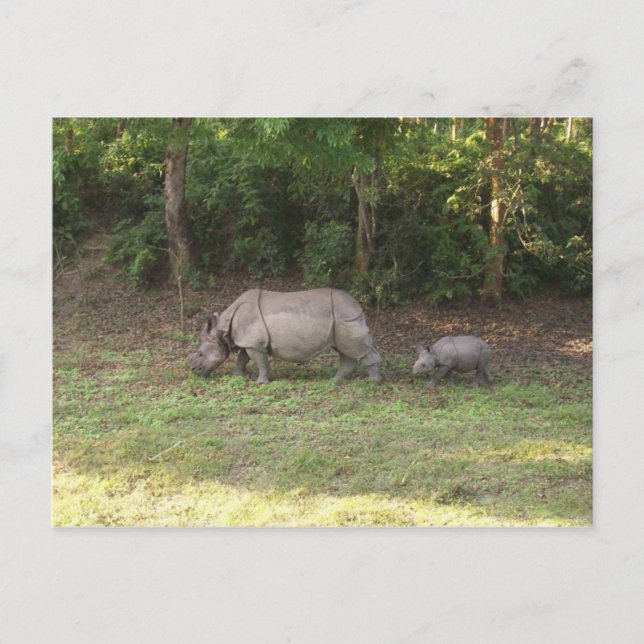 One horned rhinoceros Chitwan National Park Nepal Postcard (Front)