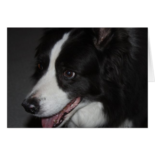 One Lady (Front Horizontal)