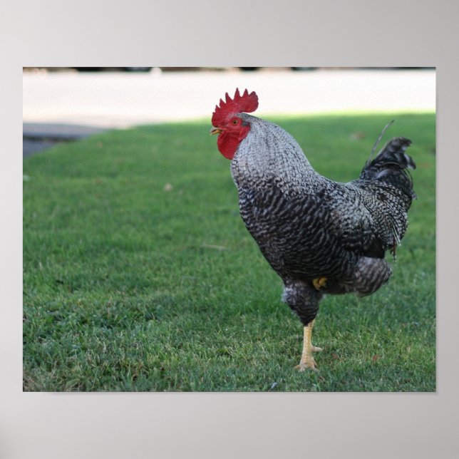 "One Legged Pose", Rooster Poster (Front)